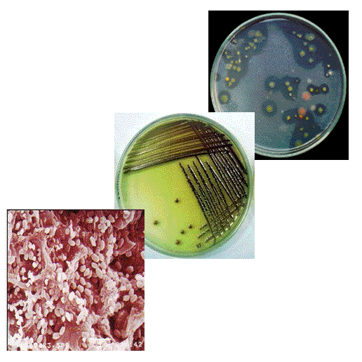 research on bioremediation Journal of bioremediation and biodegradation discusses the latest research innovations and important developments in this field. research on bioremediation Journal of bioremediation and biodegradation discusses the latest research innovations and important developments in this field.